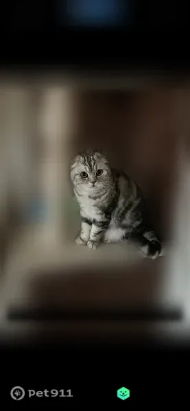 Пропала кошка, Ярославль, Сиреневая, д. 3 — шотландский вислоухий, бело-серо-чёрная раскраска - photo