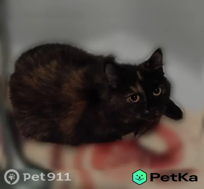 Пропала кошка, Поселок Юго-Камский, Советская, д. 58, Юго-Камский — черепаший окрас, возможно беременная - photo