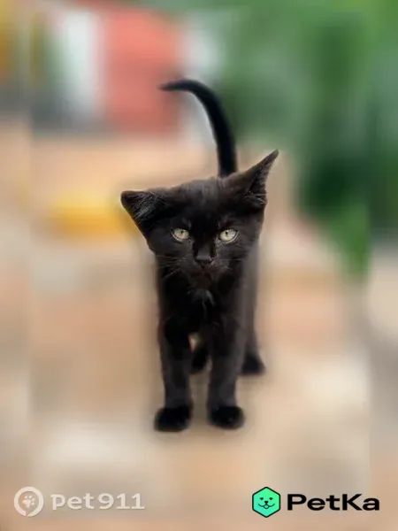 Кошка ищет дом, Лиски — котёнок-мальчик, 2 месяца, у ушка сломан хрящик - photo