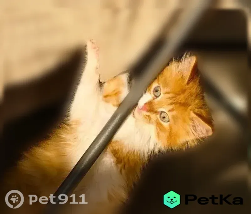 Пропала кошка, Усть-Катав, МКР-2, д. 15 — маленький рыжий котёнок - photo