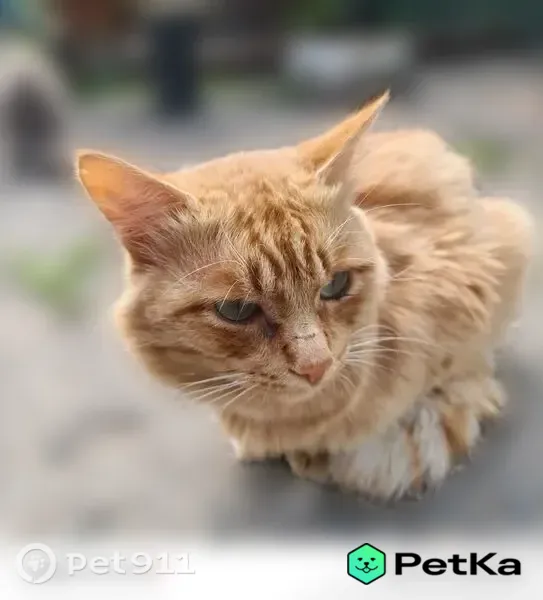 Пропала кошка, Троицк, Вязовая, д. 45 — рыжая, со шрамами на пояснице и крестце - photo