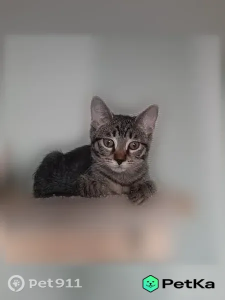 Кошка ищет дом, Хабаровск, Лёнька — 4 мес, приучена к лотку - photo