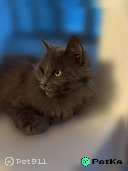 Кошка ищет дом, Йошкар-Ола — ласковая, добрая - photo