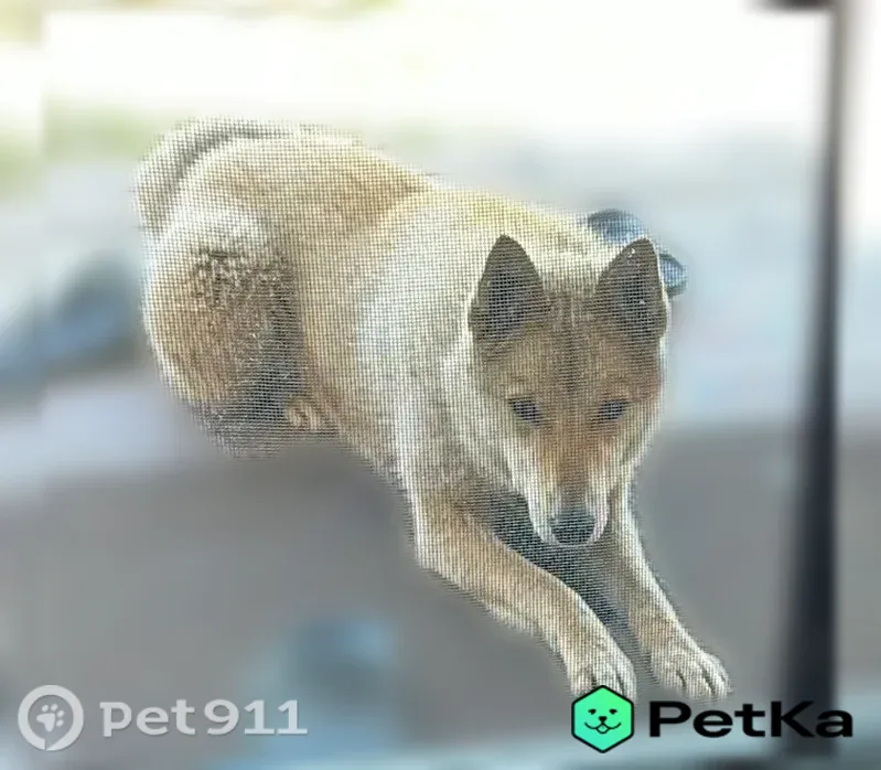 Пропала собака, Село Зеленец, Пыдыгрезд, д. 75, Зеленец — светло-рыжая, молодая, с длинными лапами - photo