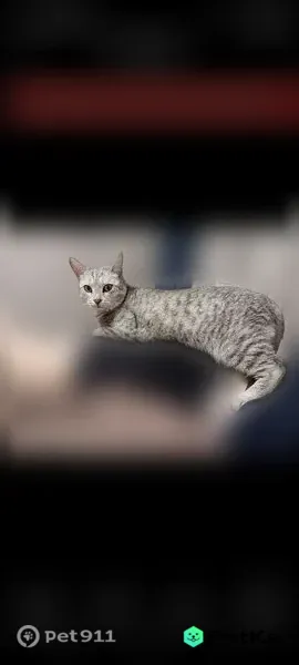 Пропала кошка, Микрорайон Кооперативный (село Началово), Началово — серая кошка, ушла в соседний микрорайон - photo