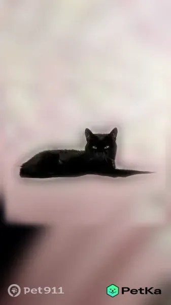 Пропала кошка, Челябинск, Лобырина, д. 5 — чёрная, с белыми пятнами - photo