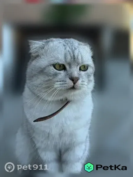 Пропала кошка, Дарвина, Брянск — очень пушистый кот в ошейнике - photo