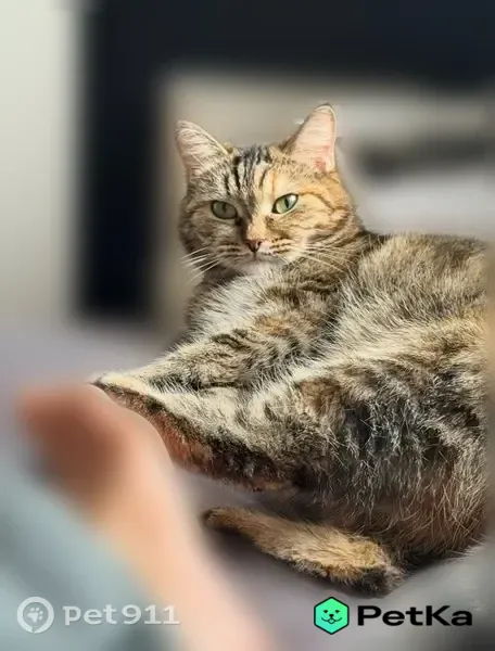 Пропала кошка, Деревня Глебово, Глебово — небольшая, черепаховая, 5 лет - photo