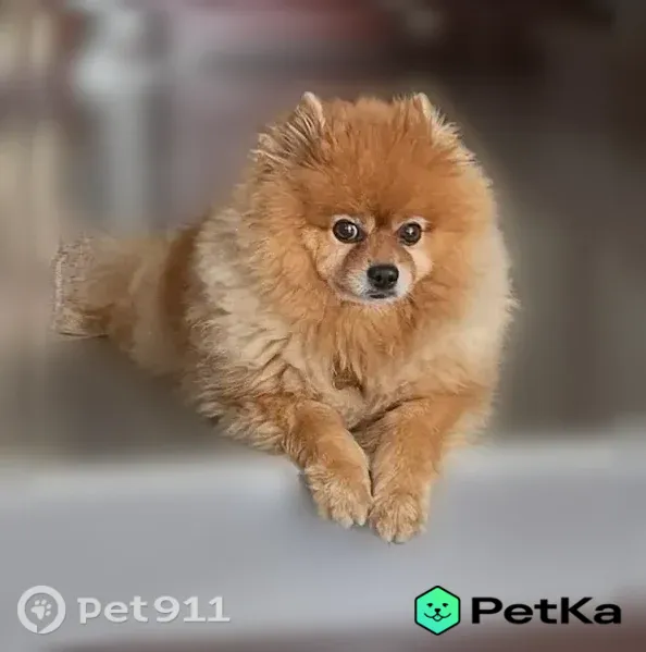 Пропала собака, Район Коммунарка (г Москва), Рябиновая, д. 3, Москва — очень добрый и ласковый - photo