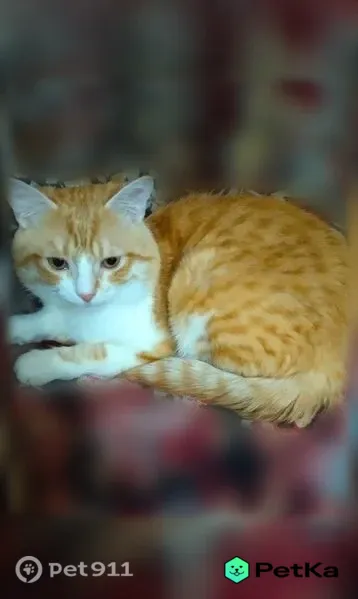 Пропала кошка, Шахты, Мировая Коммуна, д. 6 — рыжий кот Лёва, пугливый, может быть ранен - photo