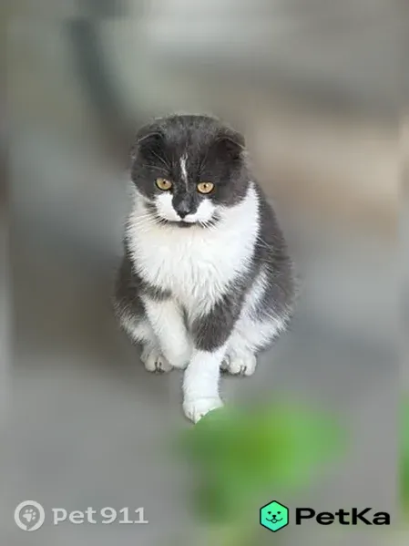 Пропала кошка, Фрунзе, д. 9а, Ливны — домашняя, больны суставы - photo