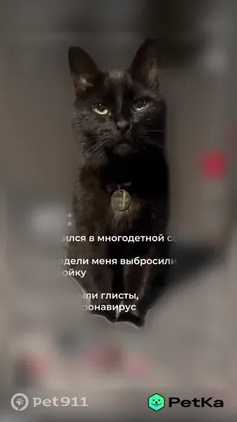 Пропала кошка, Москва, Житная, д. 10 — чёрная с зелёными глазами, с медальоном - photo