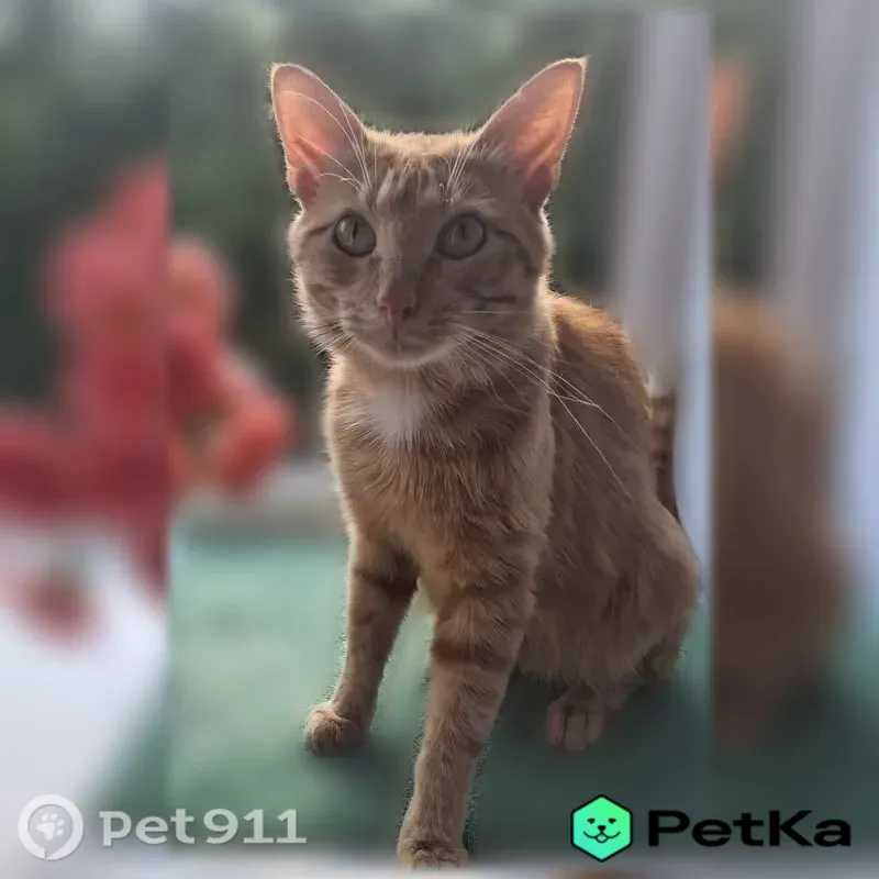 Пропала кошка, Тольятти, Комсомольская, д. 167 — рыжая, с белым хвостом и белым 