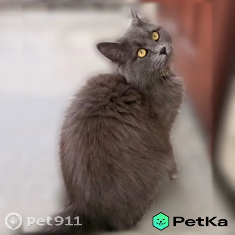 Пропала кошка, Покровская, Черкесск — серый окрас, жёлтые глаза - photo
