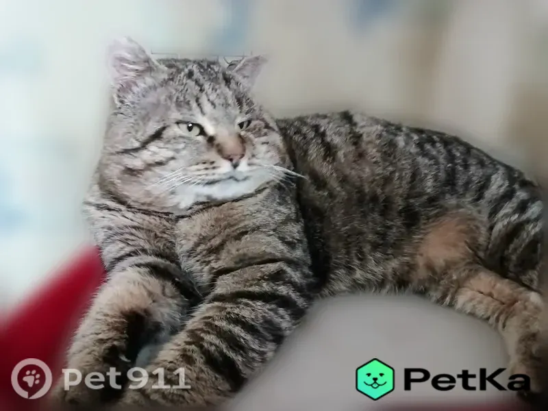 Пропала кошка, Красносормовская, д. 14А, Нижний Новгород — крупная, 11 лет, со швами на левом глазу - photo