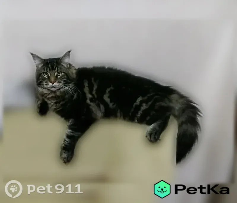 Пропала кошка, Сатка, Калинина, д. 9, Сатка — чёрно-рыжая - photo