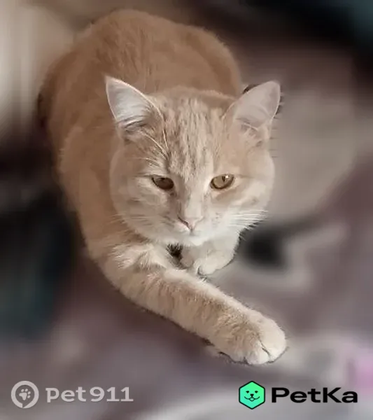 Пропала кошка, Сорочинск, 2-й, д. 6, Сорочинск — ласковый, дружелюбный - photo