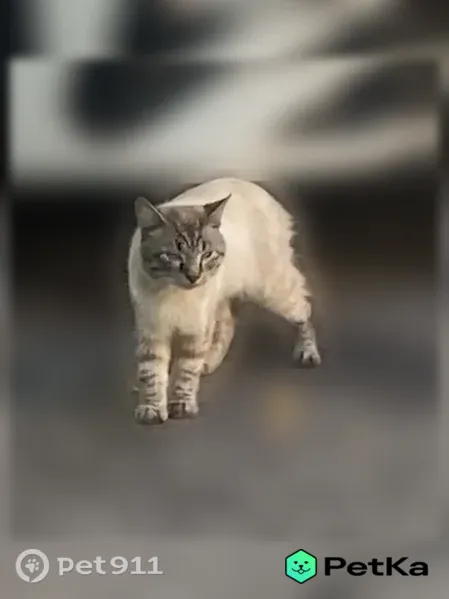 Найдена кошка, Фонвизина, Москва — давно бегает на улице и кричит - photo