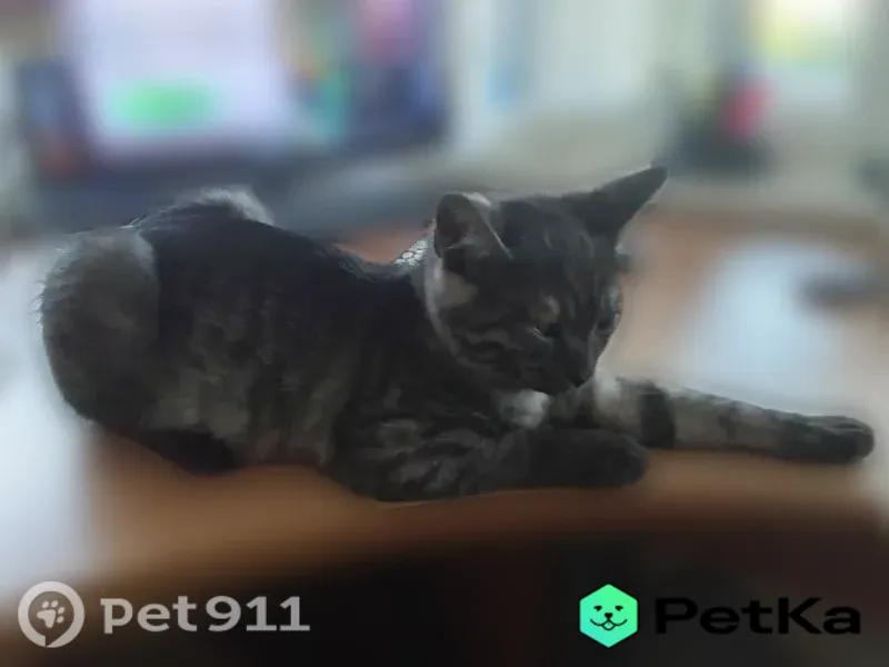 Пропала кошка, Коломна, Окский, д. 78 — котёнок 4 месяца, испугался и убежал - photo