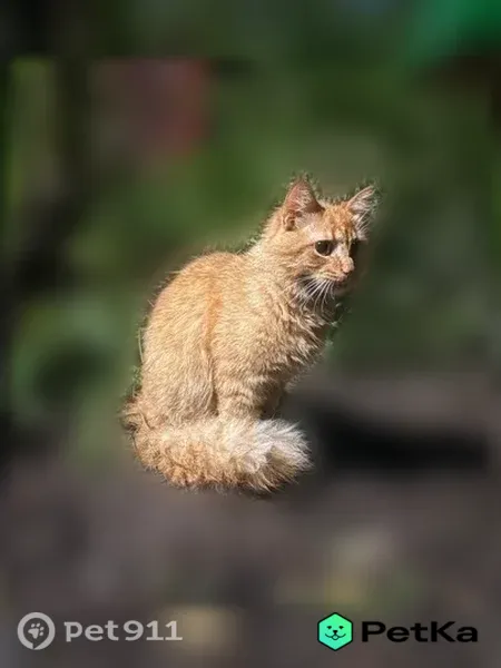 Найдена кошка, Шереметевский, д. 117, Иваново — молодая, чистая, ласковая девочка - photo