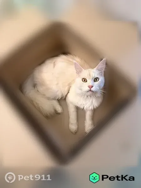 Пропала кошка, Мирошника, Керчь — белый пушистый мэнкун - photo
