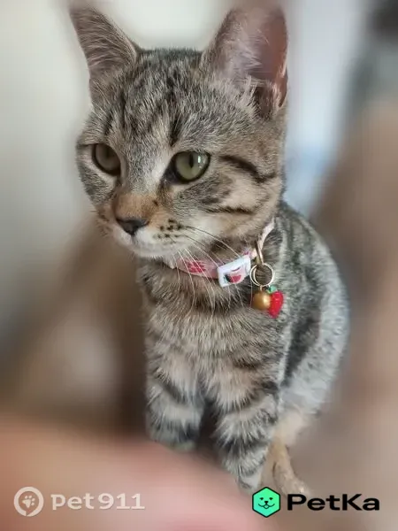 Пропала кошка, Владивосток, Хабаровская, д. 4 — короткошерстная табби - photo