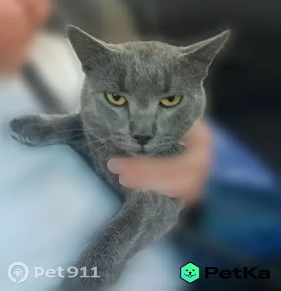 Пропала кошка, Долгопрудный — тёмно-серая - photo