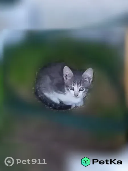 Кошка ищет дом, Деревня Лемзяйка, Лемзяйка — котёнок, ласковая - photo