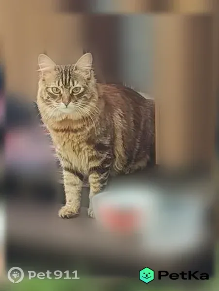 Пропала кошка, Псков — коричневая, пушистая, с красным ошейником - photo