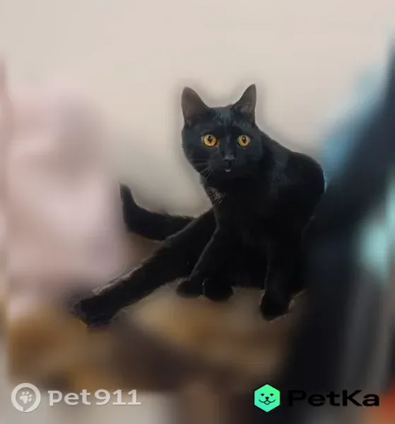 Пропала кошка Мальчик, Мурмаши (rl1231355) - photo