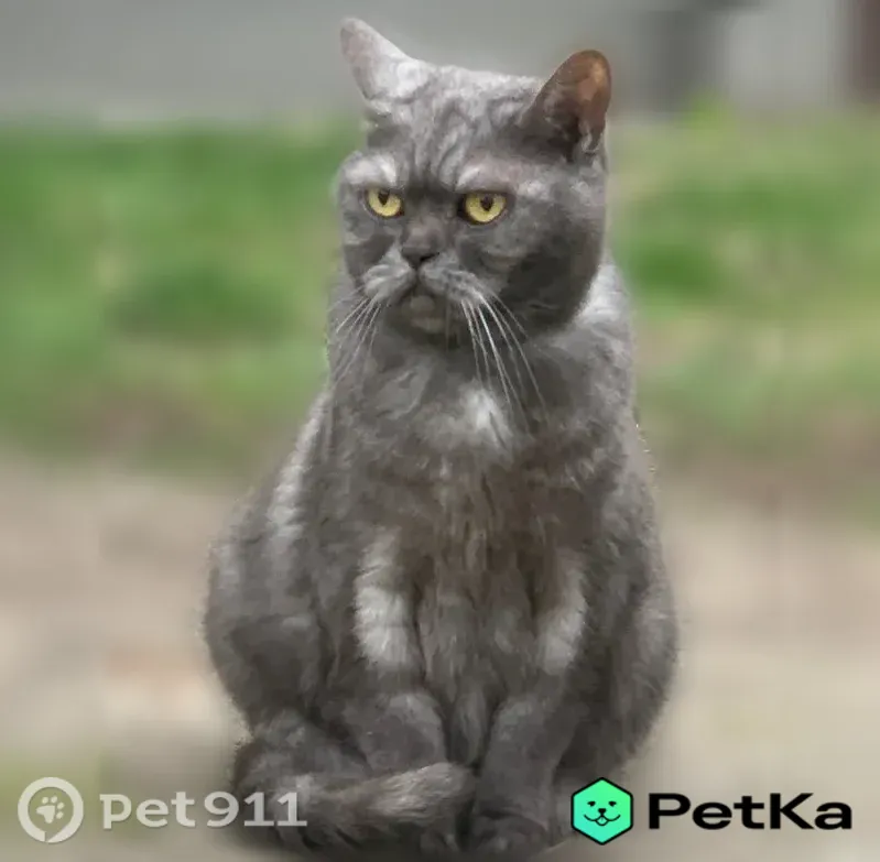 Пропала кошка, Светлый, Молодежная, д. 4, Светлый — коричневый ошейник, может быть испуган - photo