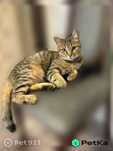 Пропала кошка, ул. Космонавтов, Темрюк — зовут Ася - photo