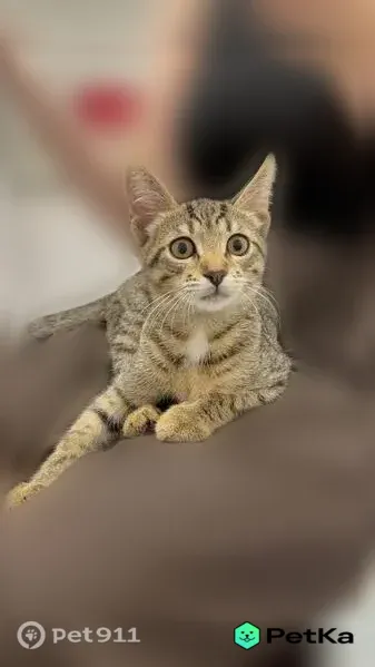 Найдена кошка, Парижской Коммуны, д. 41, Иваново — нашлась у Пятерочки - photo