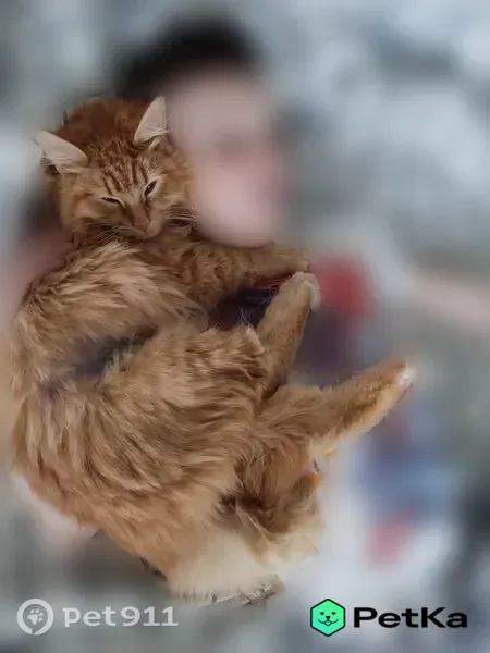Пропала кошка, Бузулук, Липовская, д. 7 — рыжий добрый котик, кличка Максик - photo