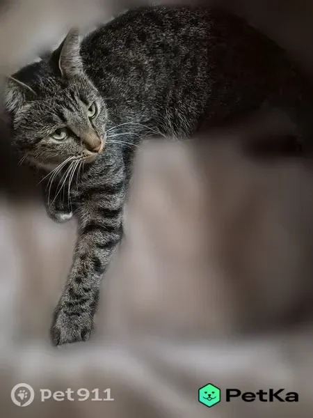 Пропала кошка, Алексеевка - photo