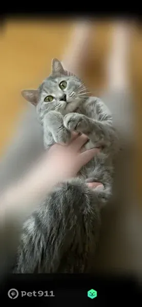 Пропала кошка, Иркутск — худого телосложения, за ухом рана - photo