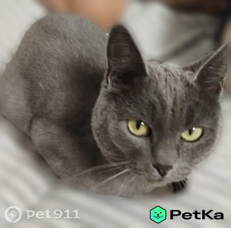 Пропала кошка, СО Рубин, ул. Центральная 28, Нижневартовск — кличка Мона, зелёные глаза - photo