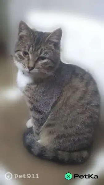 Пропала кошка, Восточная, Кострома — большой кот с грустными глазами - photo