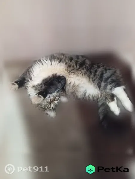 Пропала кошка, Советский, Физкультурников, д. 11, Советский — боязливая - photo