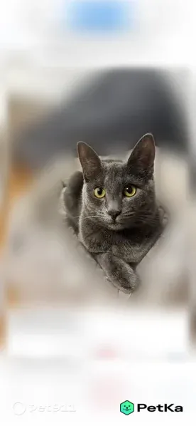 Пропала кошка, Текстильщиков, Кострома - photo