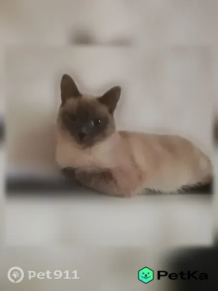 Пропала кошка, район Шуист, Пенза — убежала ночью - photo