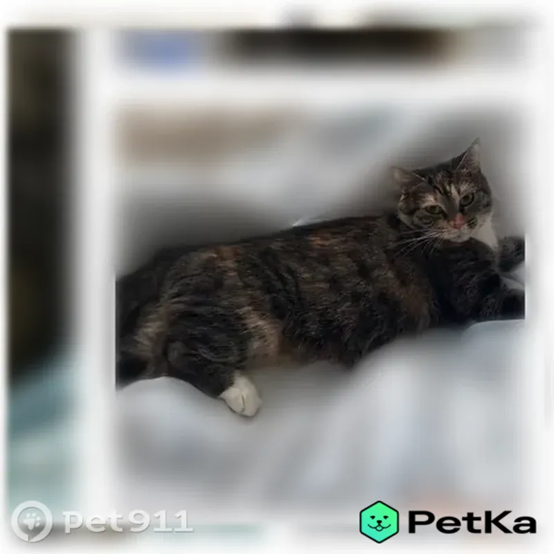 Пропала кошка, Район Красносельский (г Санкт-Петербург), Петергофское, д. 5 1 литера Б, Санкт-Петербург — пугливая, трусливая - photo