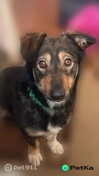 Пропала собака, Сквозная, Ростов-на-Дону — черно-подпалый окрас, белая грудка, откликается на Тошу - photo