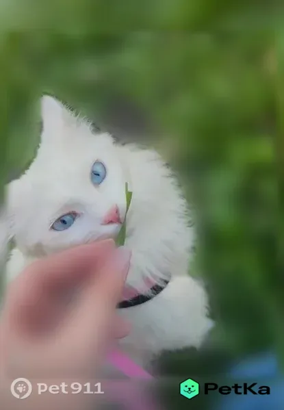 Пропала кошка, Стофато, Новосибирск — белая пушистая, глухая - photo