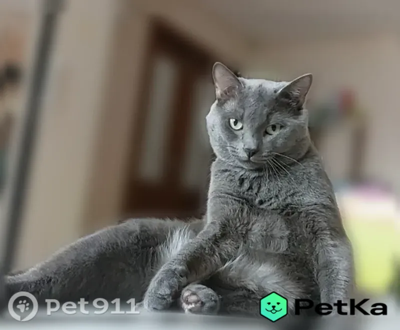 Пропала кошка, Тарко-Сале, Советский — откликается на кличку - photo