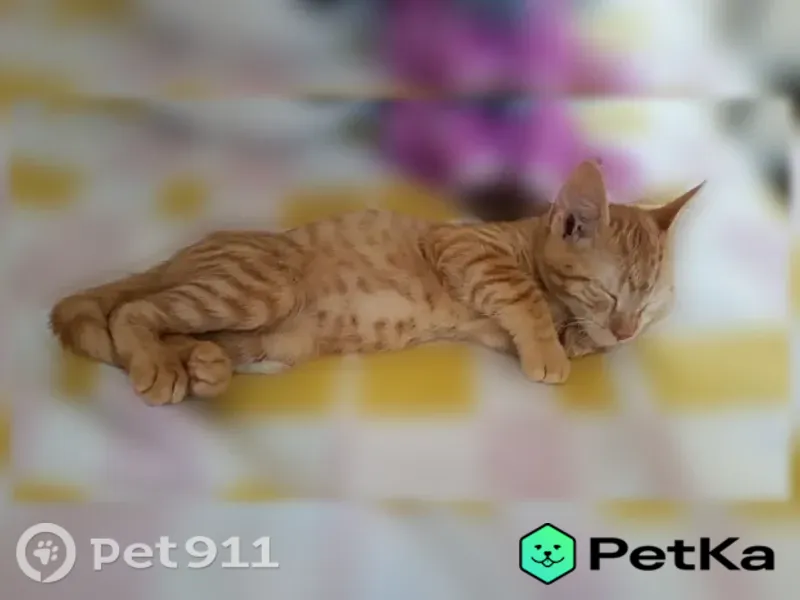 Пропала кошка, Ейск, Советов — мальчик, 5 месяцев, рыжий - photo