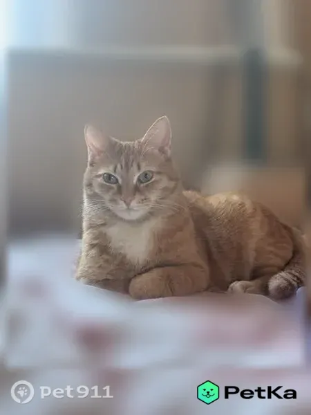 Пропала кошка, Кемерово, Демьяна Бедного, д. 3 — кличка Джолин, рыжая - photo