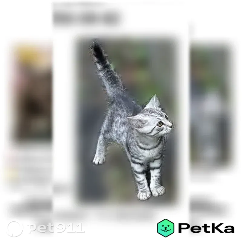 Пропала кошка, Смоленск, Слобода-Садки 4-й, д. 33 - photo