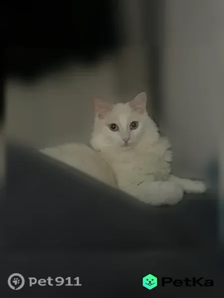 Пропала кошка, Томск, Учебная, д. 3/1 — молодой белый кот с рыжим окрасом, может быть травмирован - photo