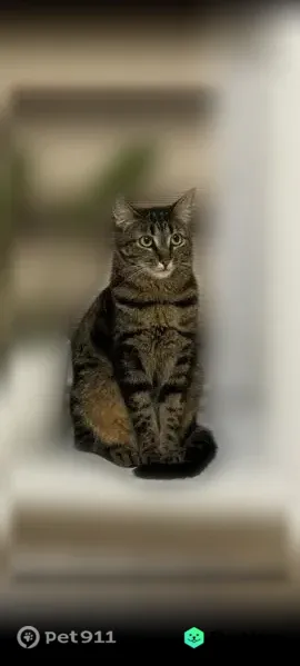 Пропала кошка, Деревня Головино, Головино - photo